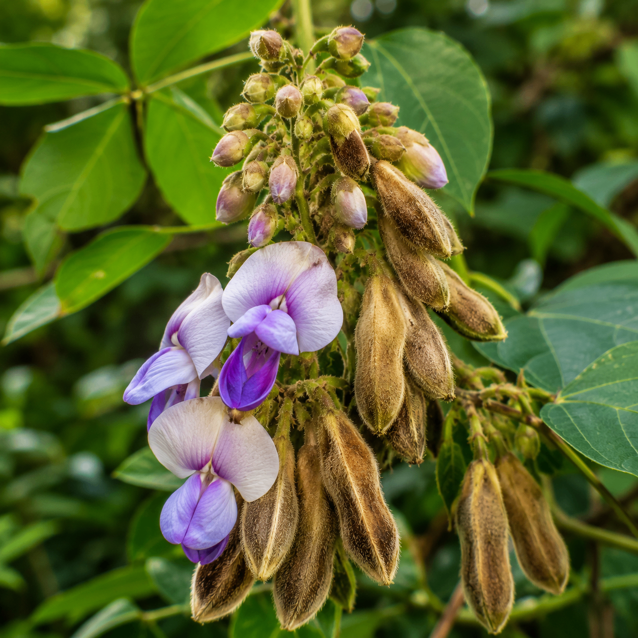 Mucuna