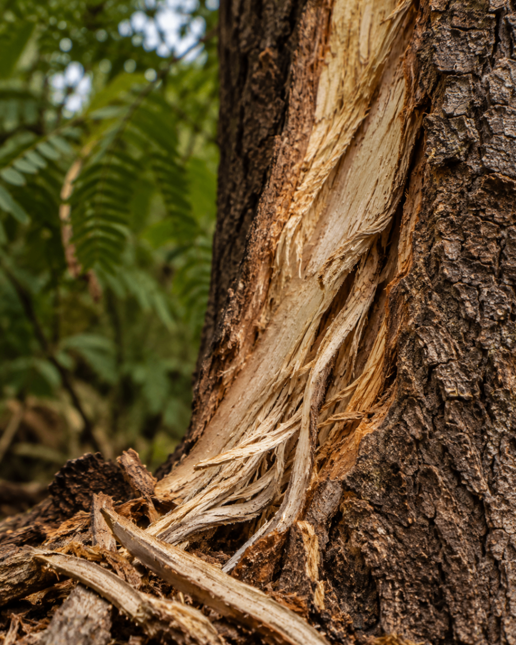Albizia Bark